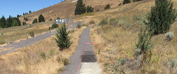 An unpaved trail on grass with a yellow flower nearby